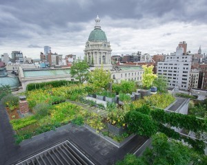 Green-Roof-article